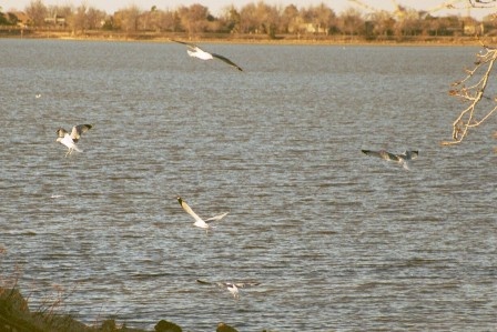 Gulls at Overholser near Bridge Creek