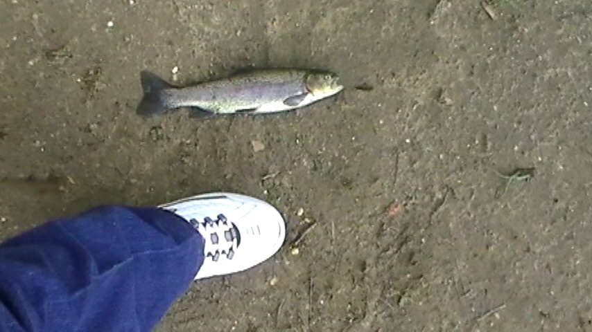 Trout