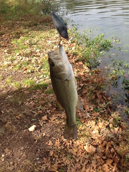 Weequahic Park Lake Largemouth