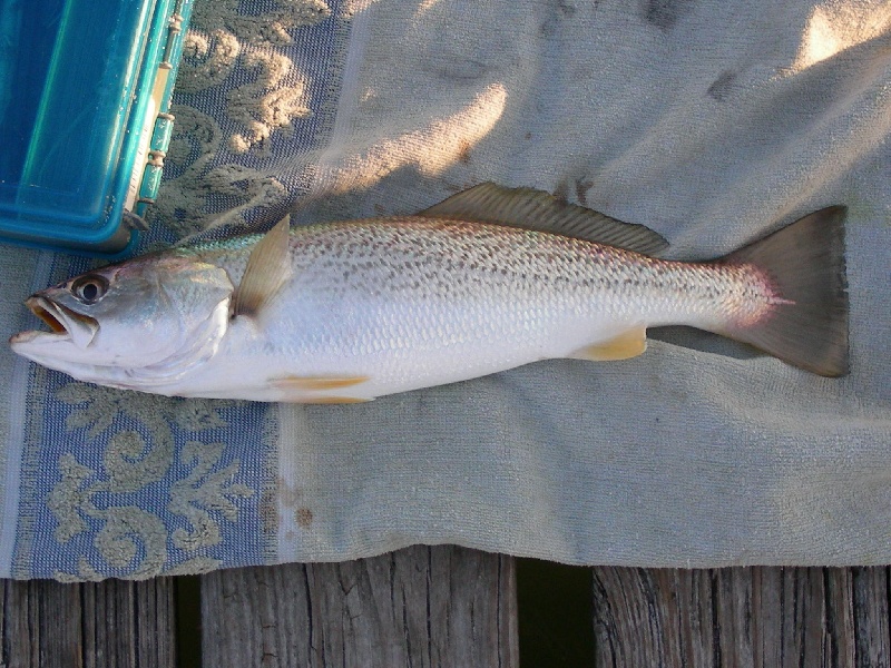 WEAKFISH