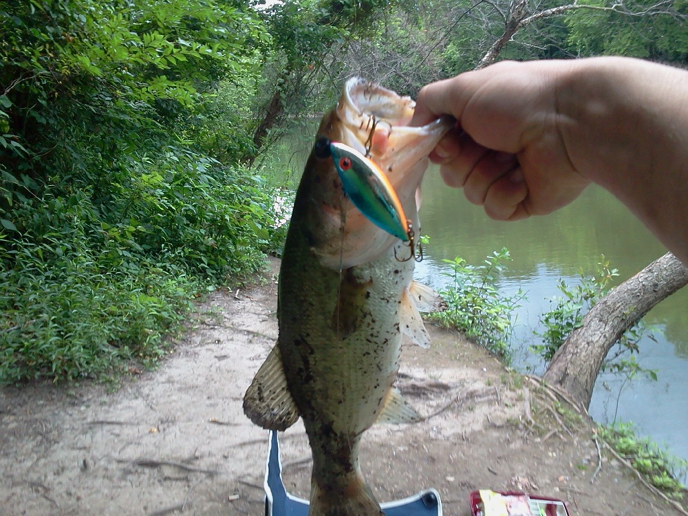 bass near Dotyville