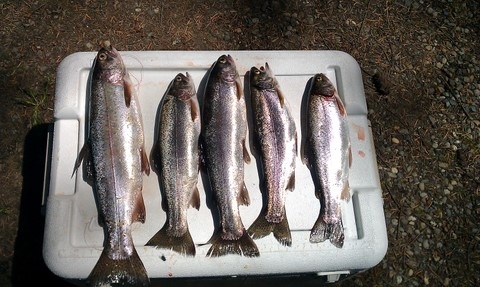 Long Lake Trout