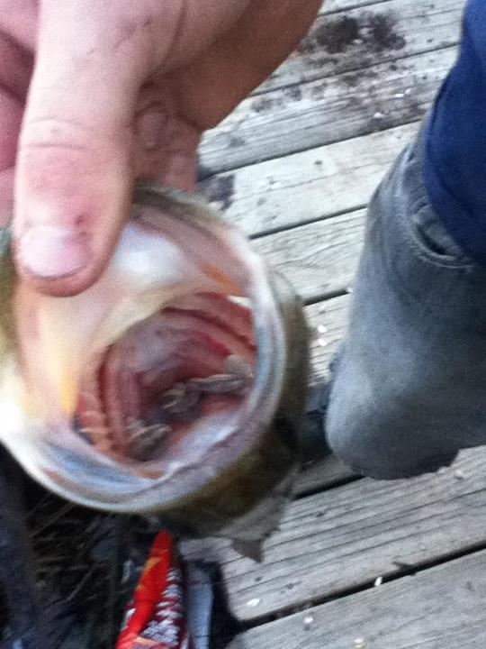 bass mouth