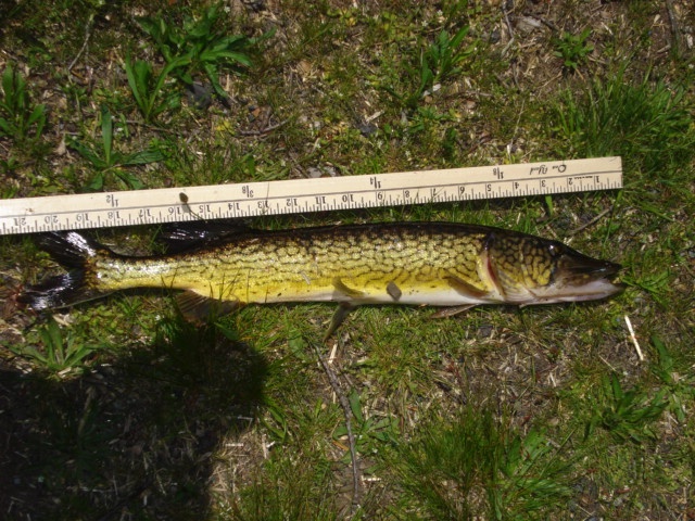 21'' Pickerel