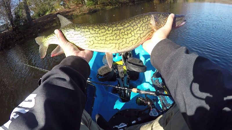 4 lb 3 oz Pickerel