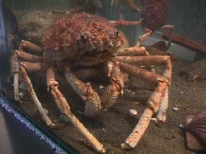 spidercrab